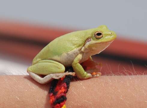 Image of American Green Treefrog