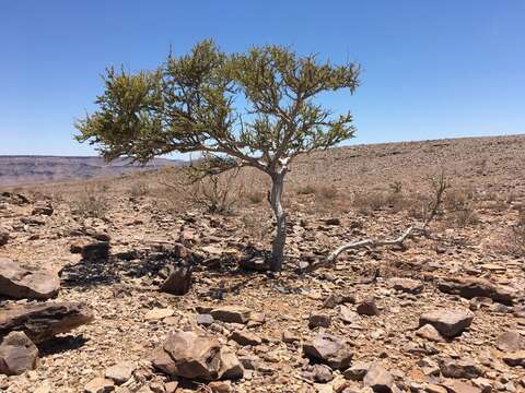 Image of Boscia foetida subsp. foetida