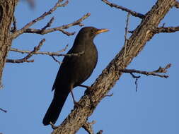 Turdus chiguanco d'Orbigny & Lafresnaye 1837 resmi