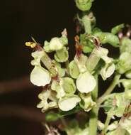 Слика од Teucrium scorodonia L.