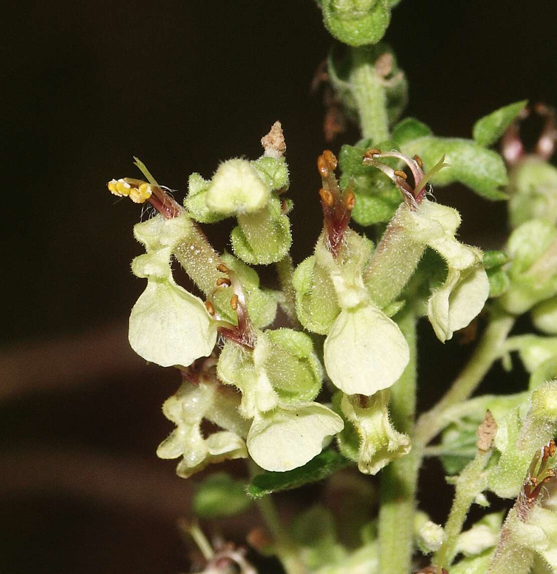 Слика од Teucrium scorodonia L.