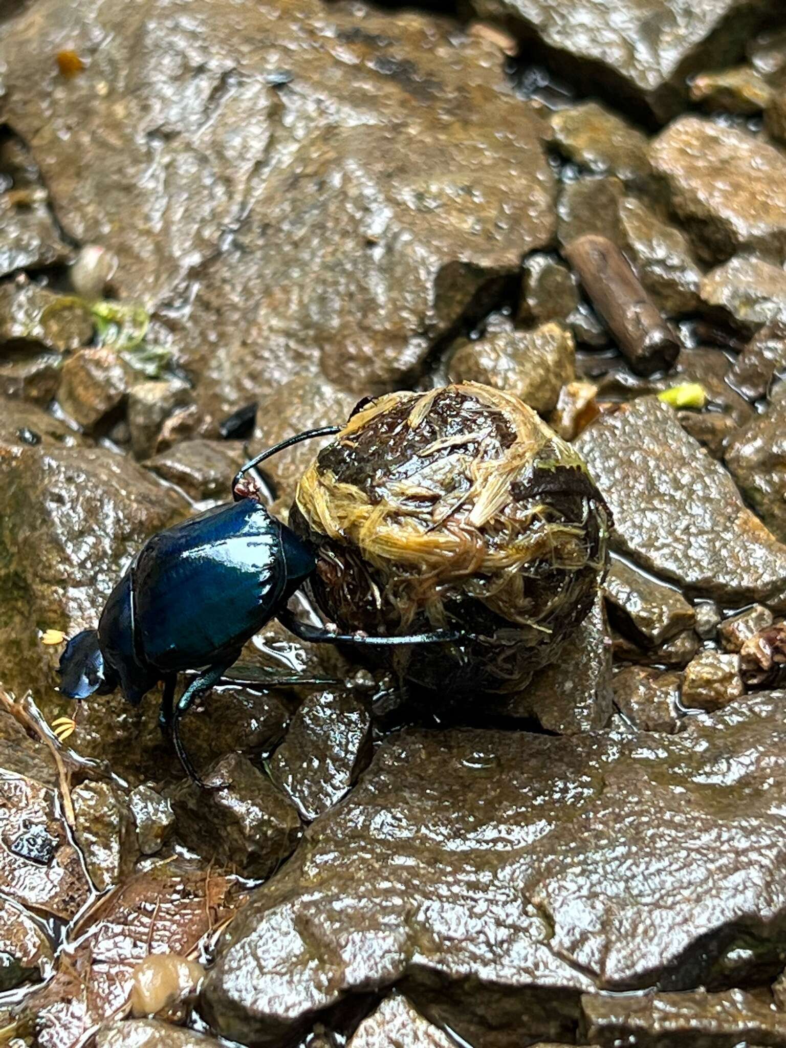 Imagem de Deltochilum (Calhyboma) mexicanum Burmeister 1848