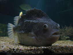 صورة Cyclopterus