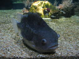 صورة Cyclopterus