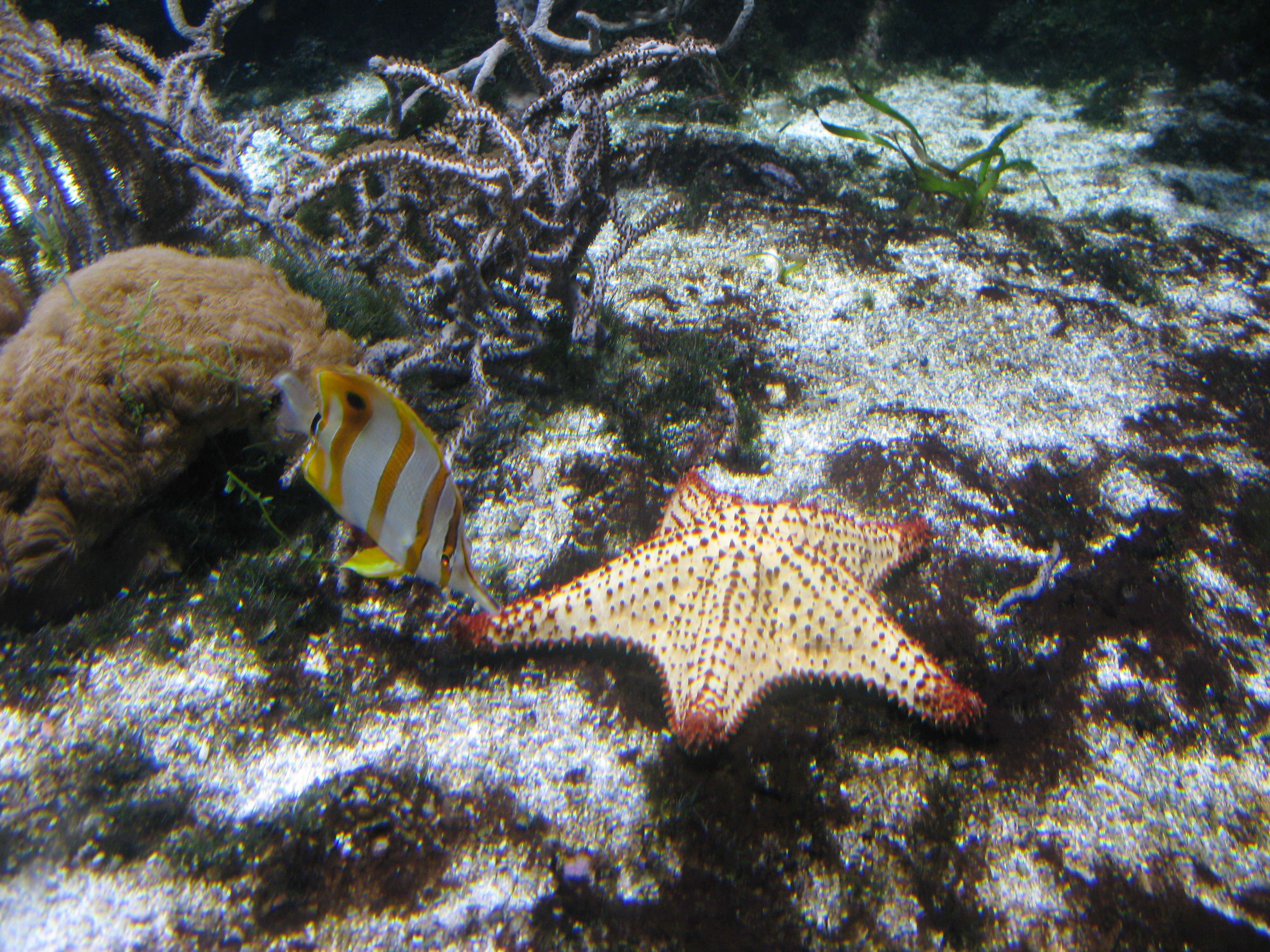 Image of Banded Longsnout Butterflyfish