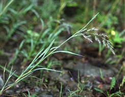 Plancia ëd Muhlenbergia japonica Steud.