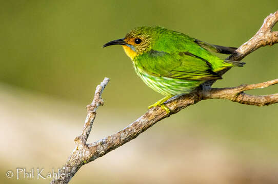 Image of Purple Honeycreeper