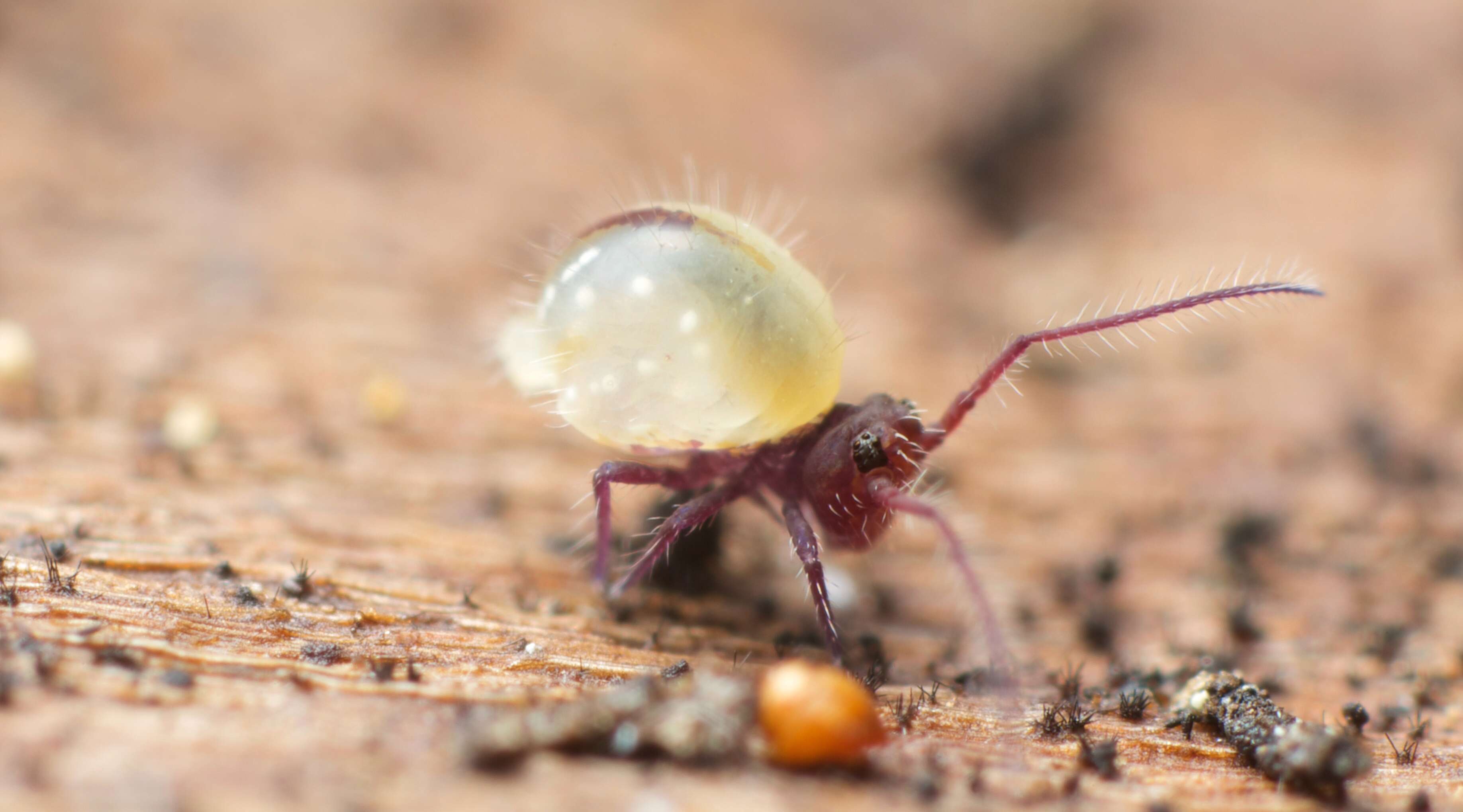 Image of globular springtail