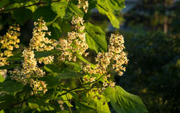 Image of Chinese catalpa