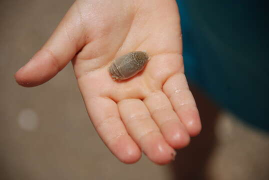 Image of mole crabs