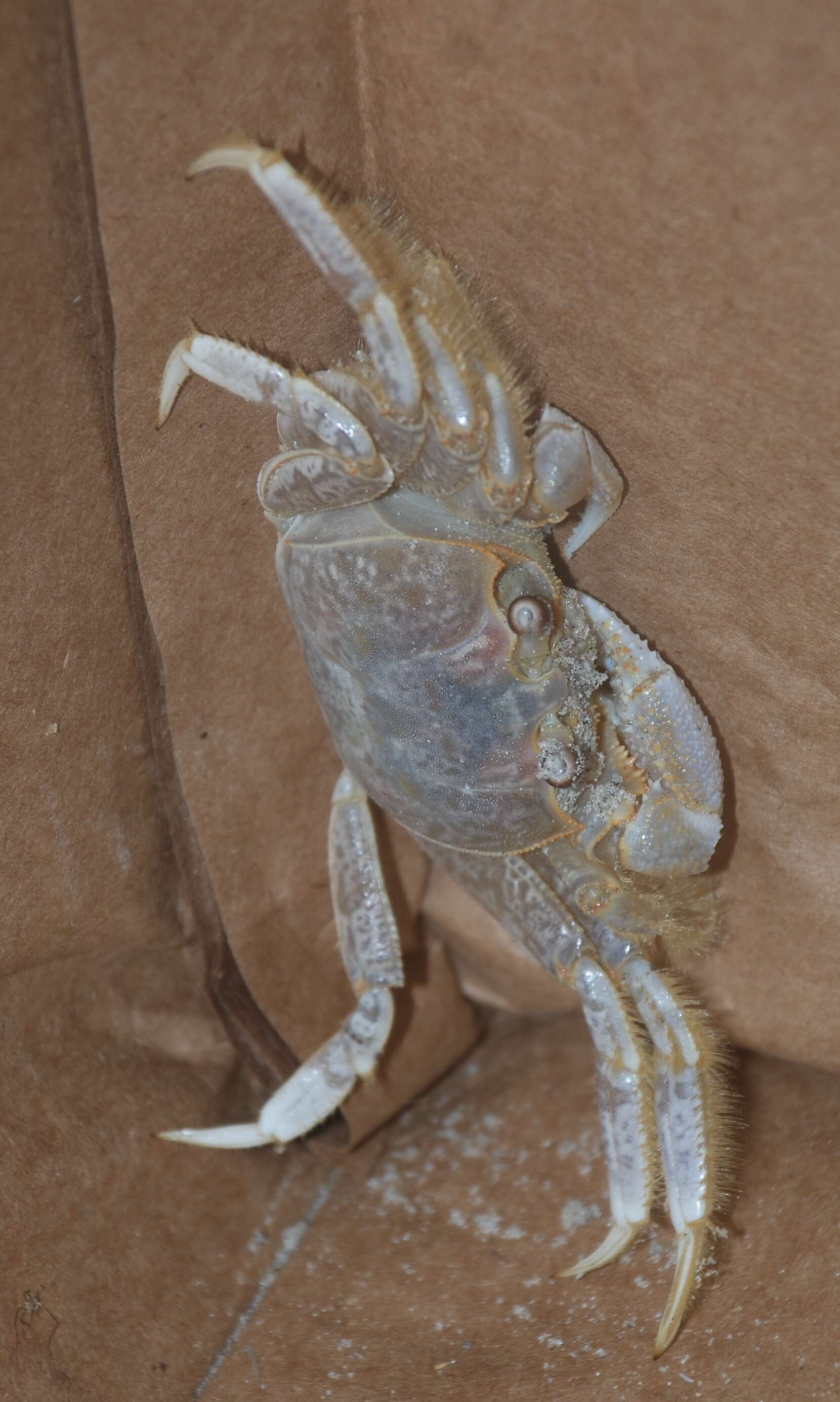 Image of Atlantic Ghost Crab