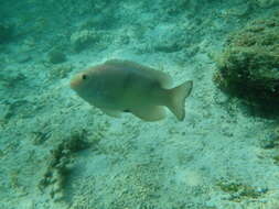 Image of White damselfish