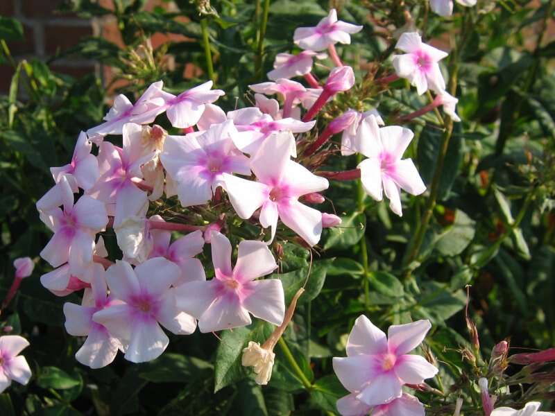 Image of fall phlox