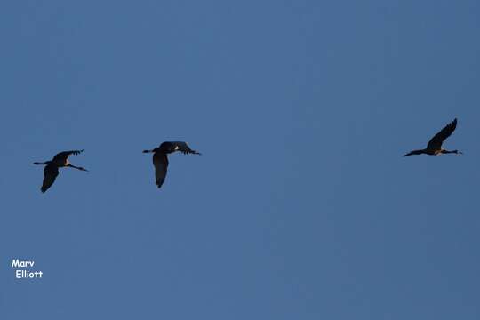 Image of Sandhill Crane