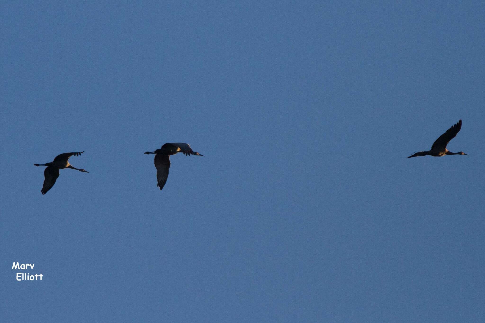 Image of Sandhill Crane