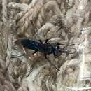 Image of Crabronid wasp