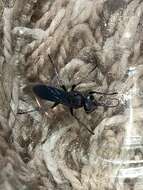 Image of Crabronid wasp