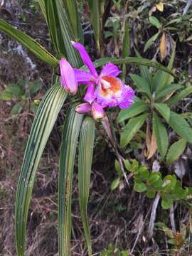 Plancia ëd Sobralia dichotoma Ruiz & Pav.