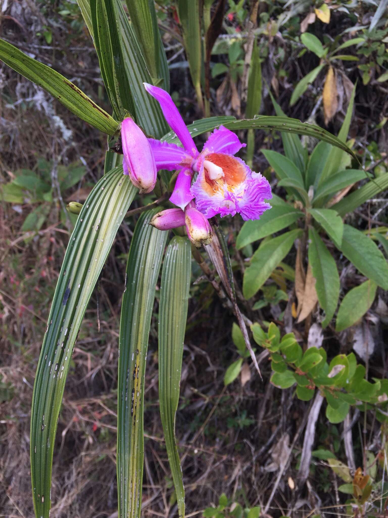 Image of Sobralia dichotoma Ruiz & Pav.