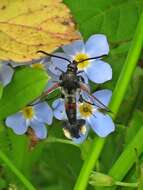 Image of Synanthedon formicaeformis Esper 1779