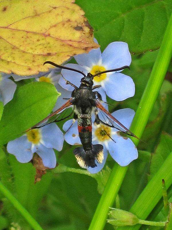 Image of Synanthedon formicaeformis Esper 1779