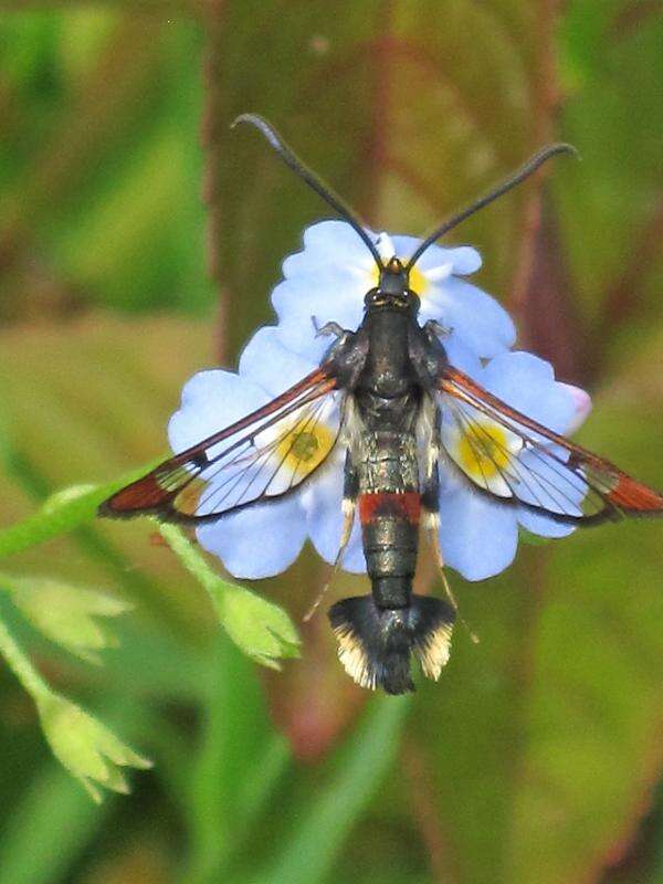 Image of Synanthedon formicaeformis Esper 1779