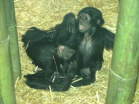 Image of siamang