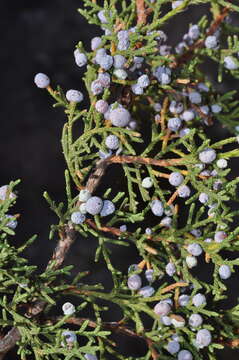 Image of Juniperus saltillensis M. T. Hall