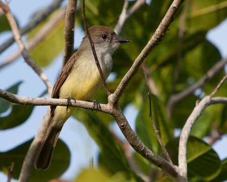 Image of Yucatan Flycatcher