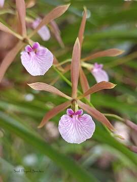 Image of Encyclia bractescens (Lindl.) Hoehne