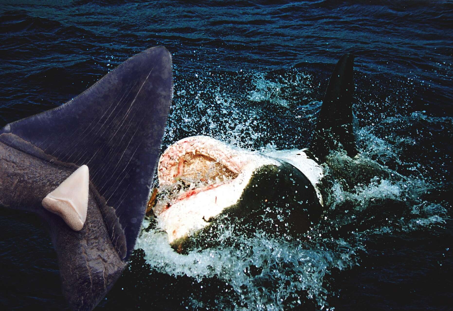 Image of Carcharodon