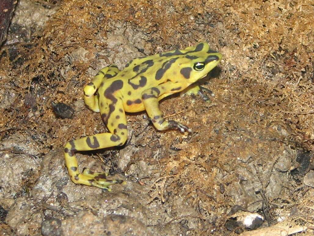 Image of Golden arrow poison frog