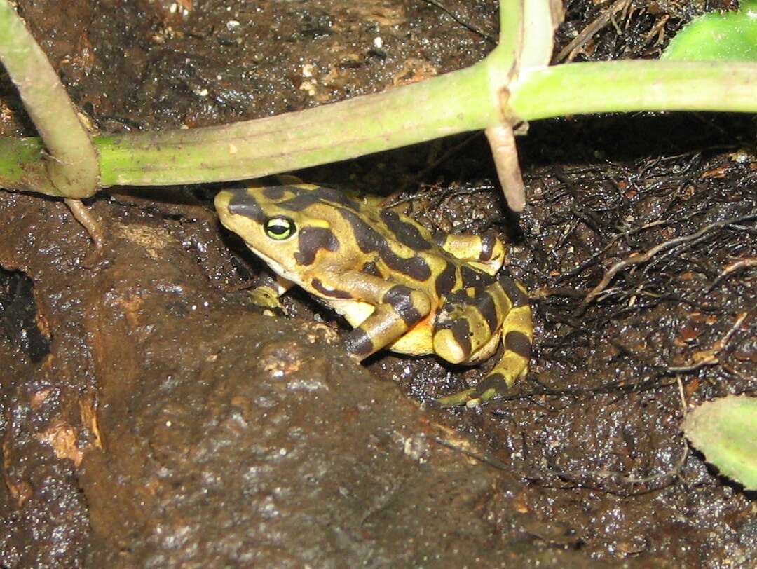 Image of Golden arrow poison frog