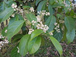 Image de Staphylea occidentalis subsp. occidentalis