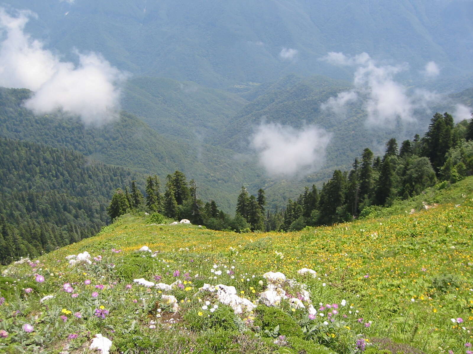 Image of Caucasian Spruce