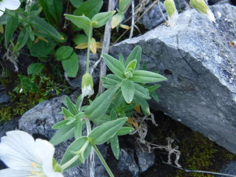 Imagem de Cerastium lithospermifolium Fisch.