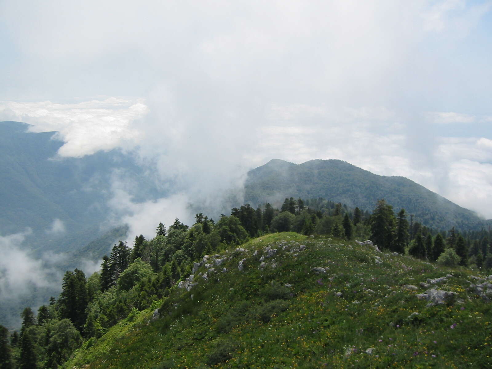 Image of Caucasian Spruce