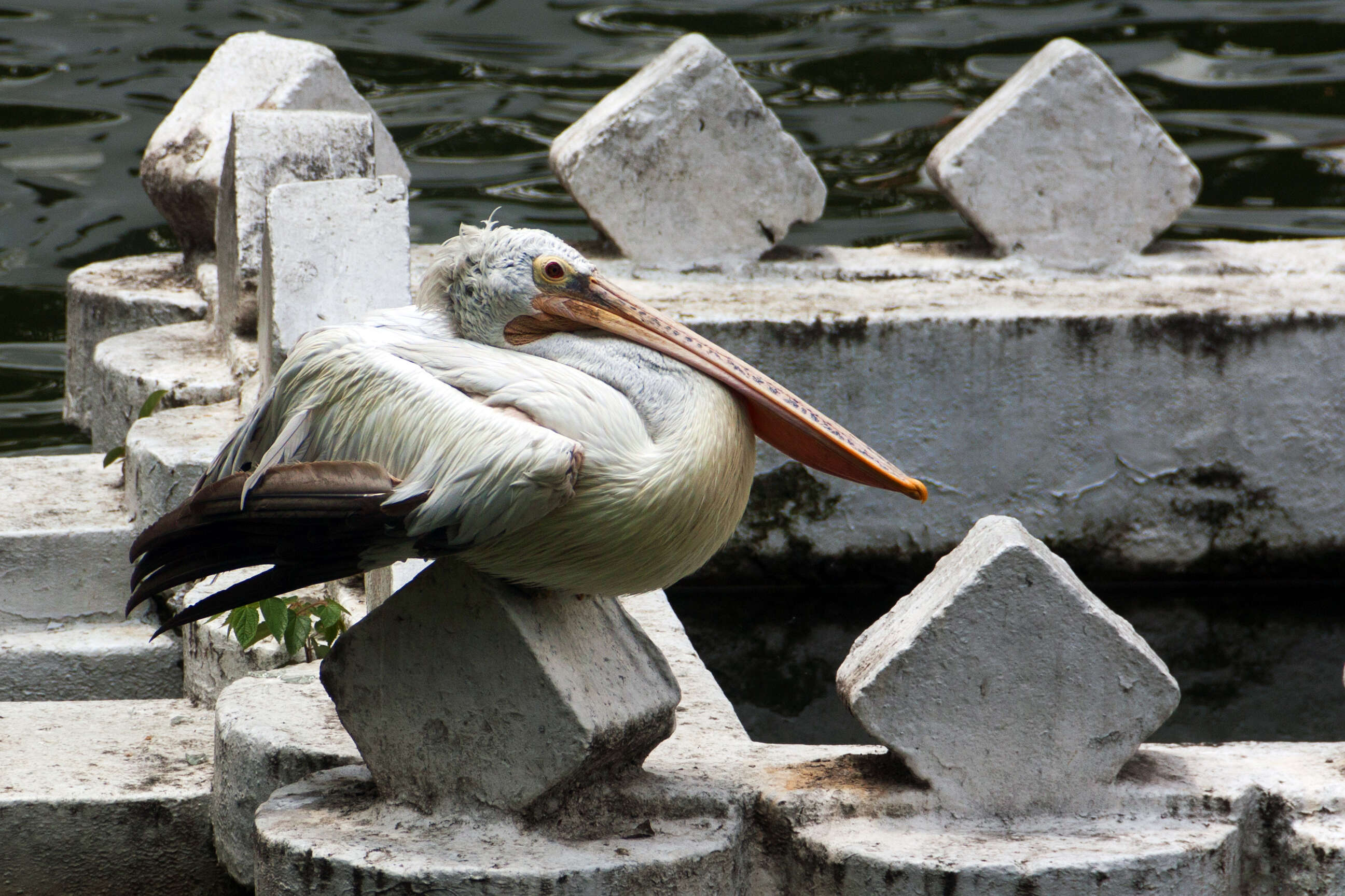 Image of Grey Pelican