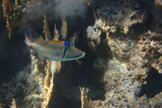 Image of Picasso triggerfish