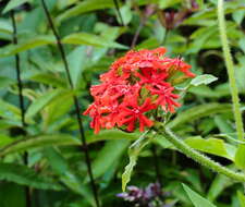 Слика од Silene chalcedonica (L.) E. H. L. Krause