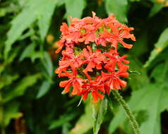 Слика од Silene chalcedonica (L.) E. H. L. Krause
