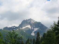 Image of Caucasian Spruce