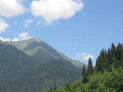 Image of Caucasian Spruce