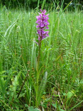 Dactylorhiza urvilleana (Steud.) H. Baumann & Künkele resmi