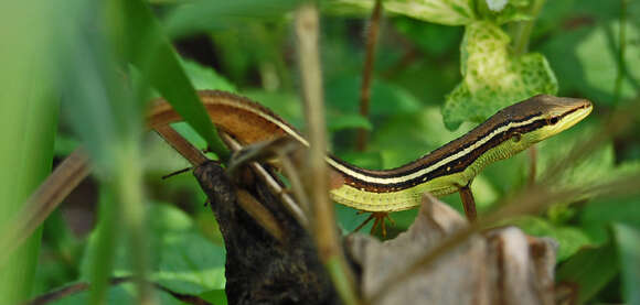 Image of Asian Grass Lizard