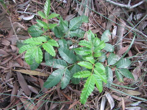 Image of Brazilian Peppertree