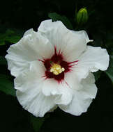 Imagem de Hibiscus syriacus L.