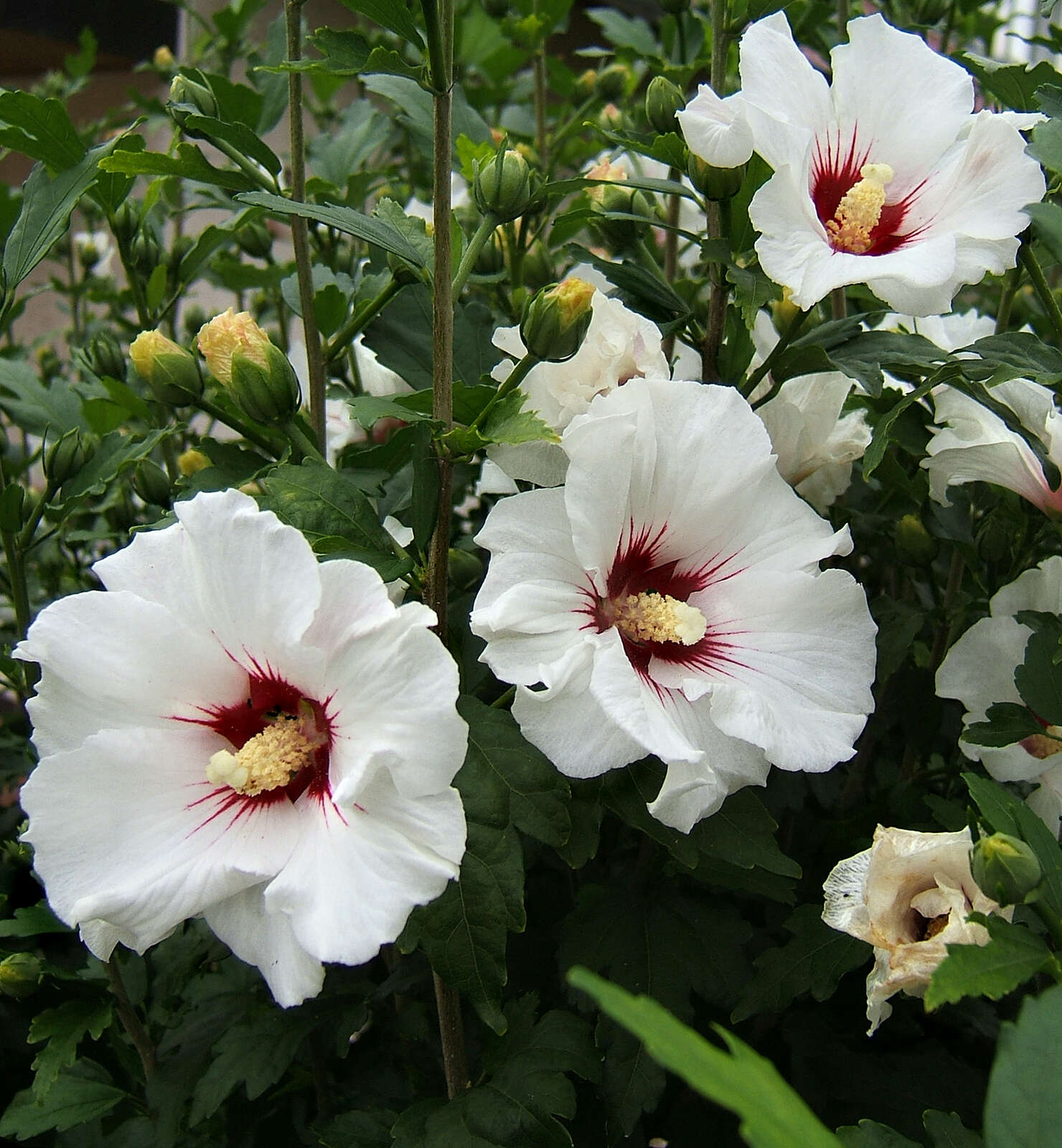 Imagem de Hibiscus syriacus L.