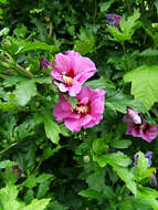 Imagem de Hibiscus syriacus L.