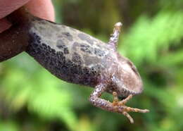 Image de Cacosternum nanum Boulenger 1887